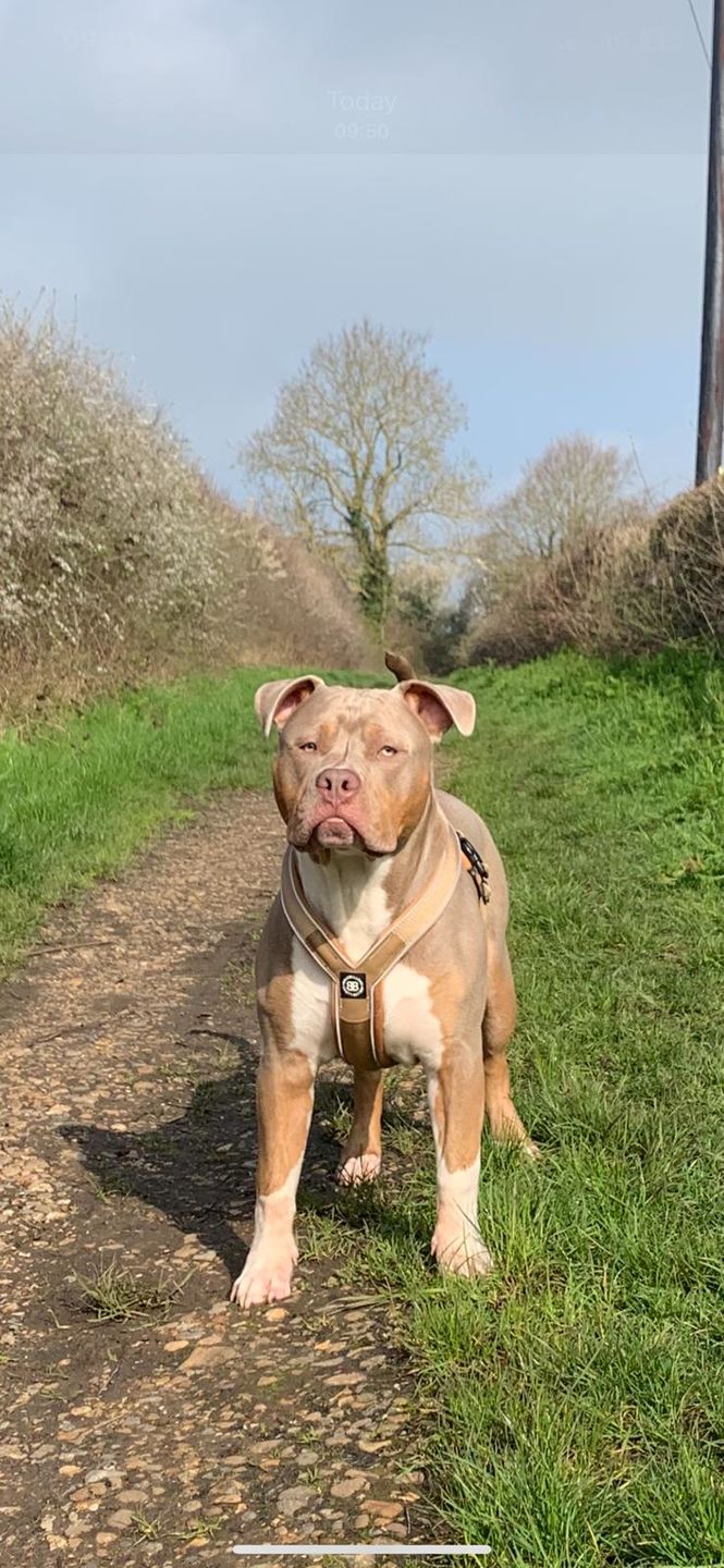 Customer photo review of RR - Slip on Padded Comfort Harness | Non Restrictive & Reflective - Military Tan