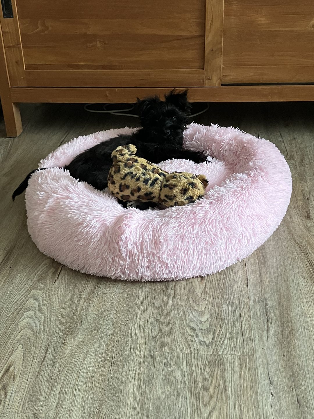 Customer photo review of Donut Dog Bed Calming Soft Comfy Anti Anxiety Plush Dog Bed
