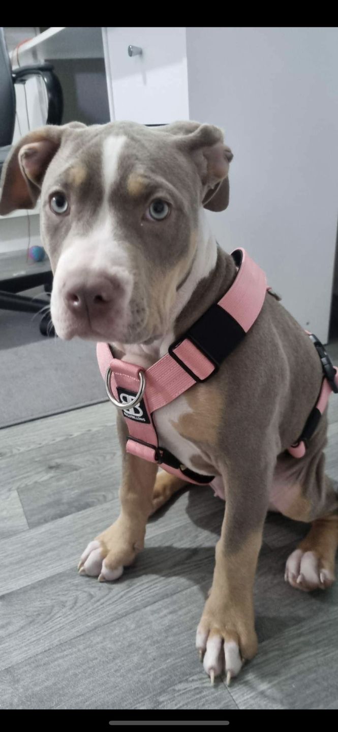 Customer photo review of TRI-Harness® | Anti-Pull, Adjustable & Durable - Dog Trainers Choice -  Pink v2.0