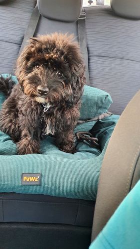 Customer photo review of PaWz Dog Car Booster Seat