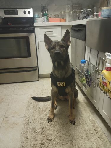 Customer photo review of Classic Heavy-Duty Tactical No-Pull Team K9™ Dog Harness With Front & Back D-Rings, Quick-Release Metal-Buckles, Hook & Loop Panels, & Top Handle