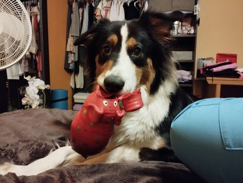 Customer photo review of Programa Revacunación Anual Excelente