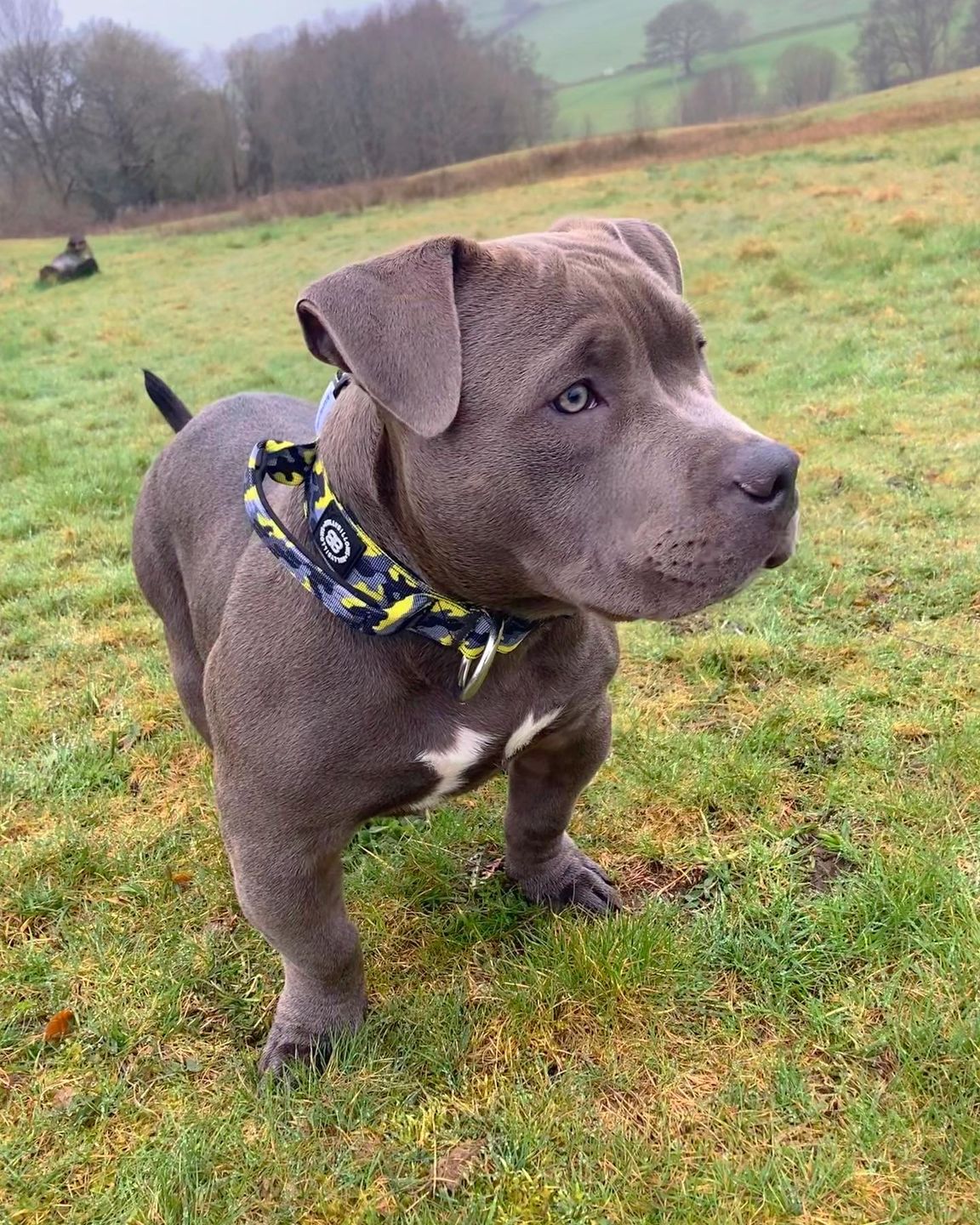 Customer photo review of 4cm Combat® Collar | With Handle & Rated Clip - Lightning v2.0