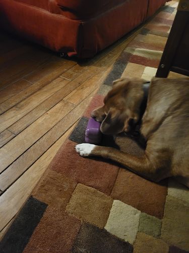 Customer photo review of Peanut Butter 45 Grams (4 Pack)®