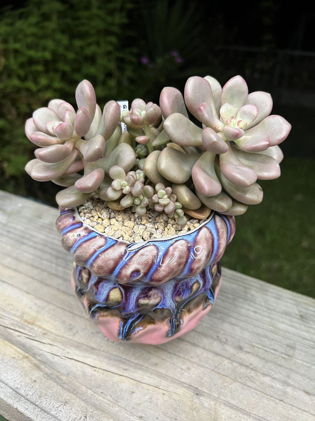 Customer photo review of Graptoveria 'avant-garde'