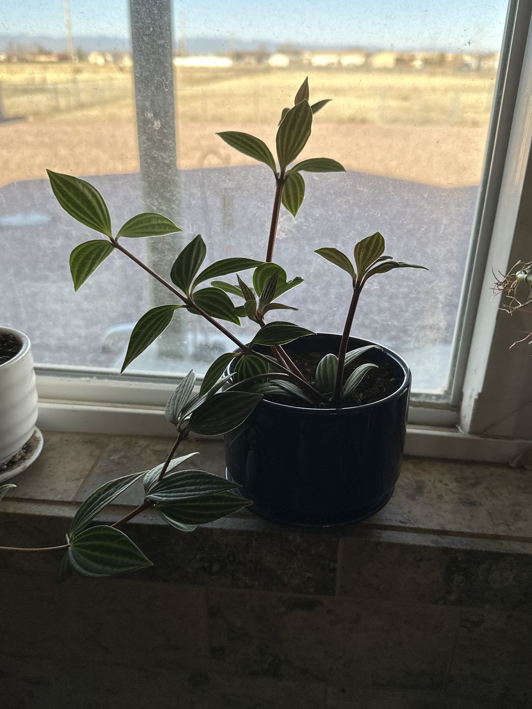 Customer photo review of 3" Peperomia tetragona "Parallel"