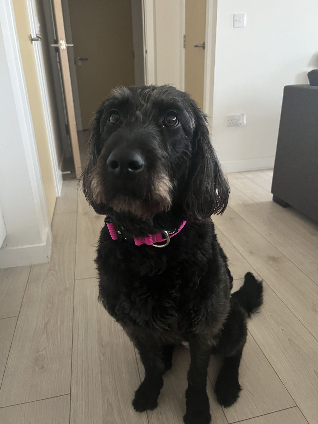 Customer photo review of 4cm Combat® Collar | Rated Clip - NO HANDLE - Magentas v2.0