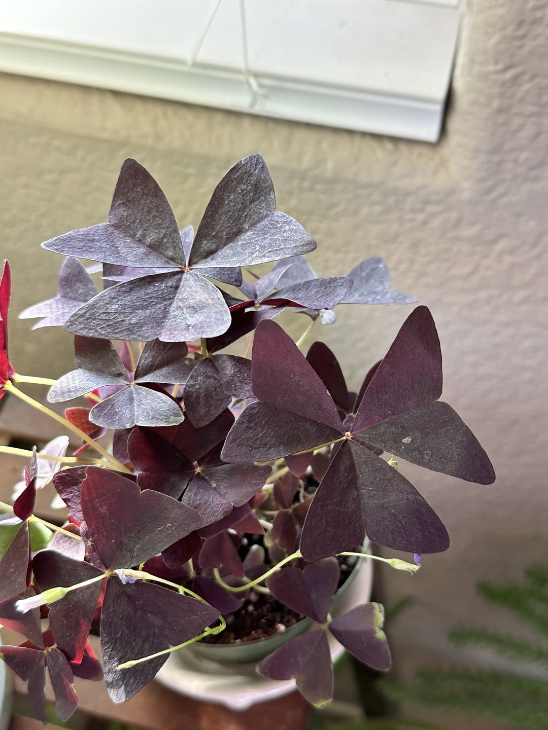 Customer photo review of 4" Oxalis triangularis 'Ebony Allure'