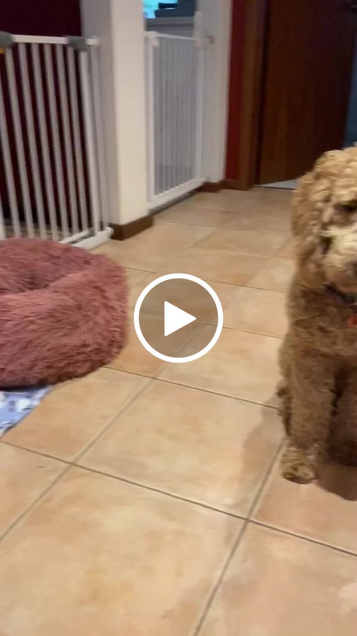 Customer video review of Aussie Pigs Ears (5 pack)