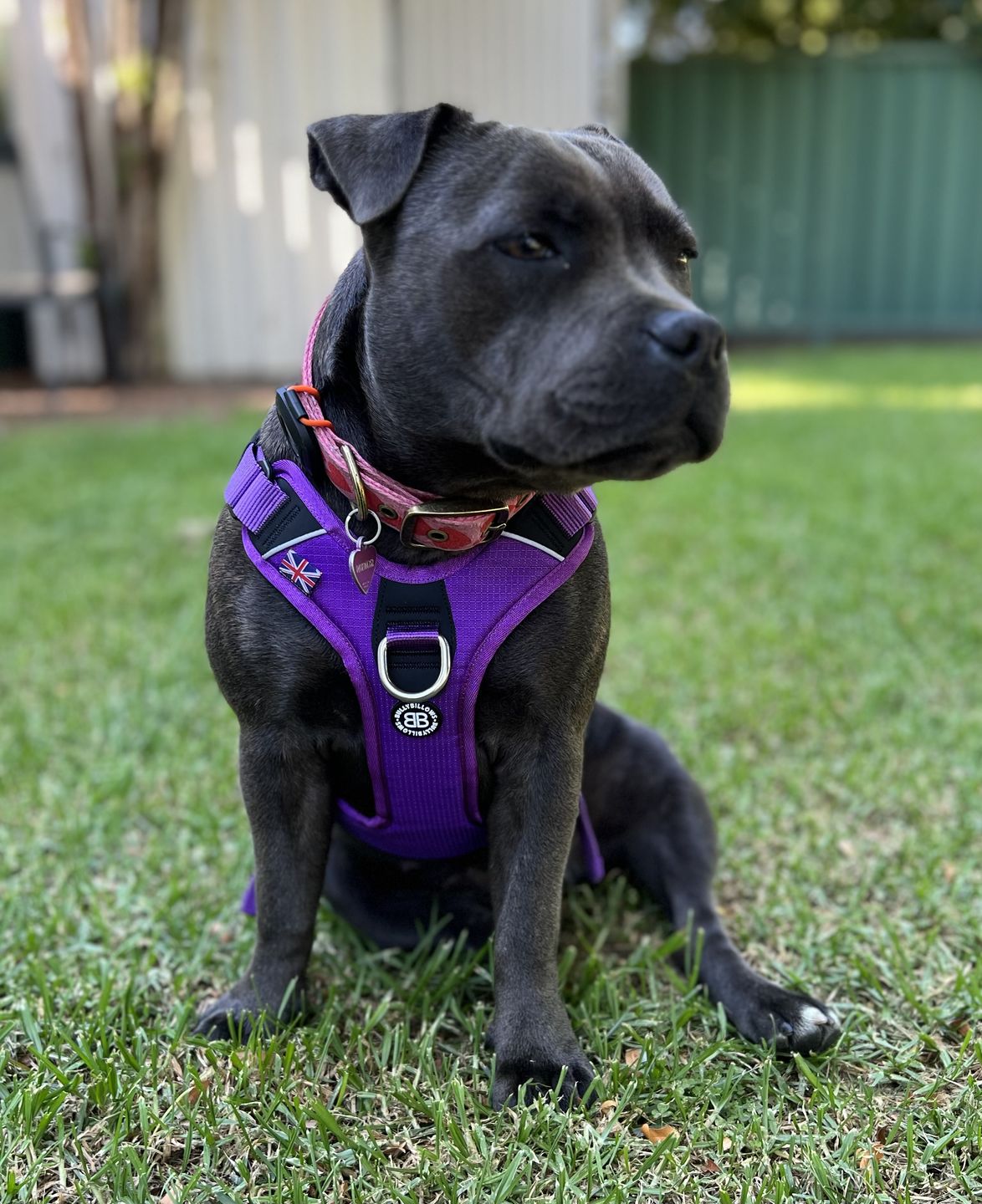 Customer photo review of Hurricane Harness - Non Restrictive, With Handle, Adjustable & Reflective - All Breeds - Purple