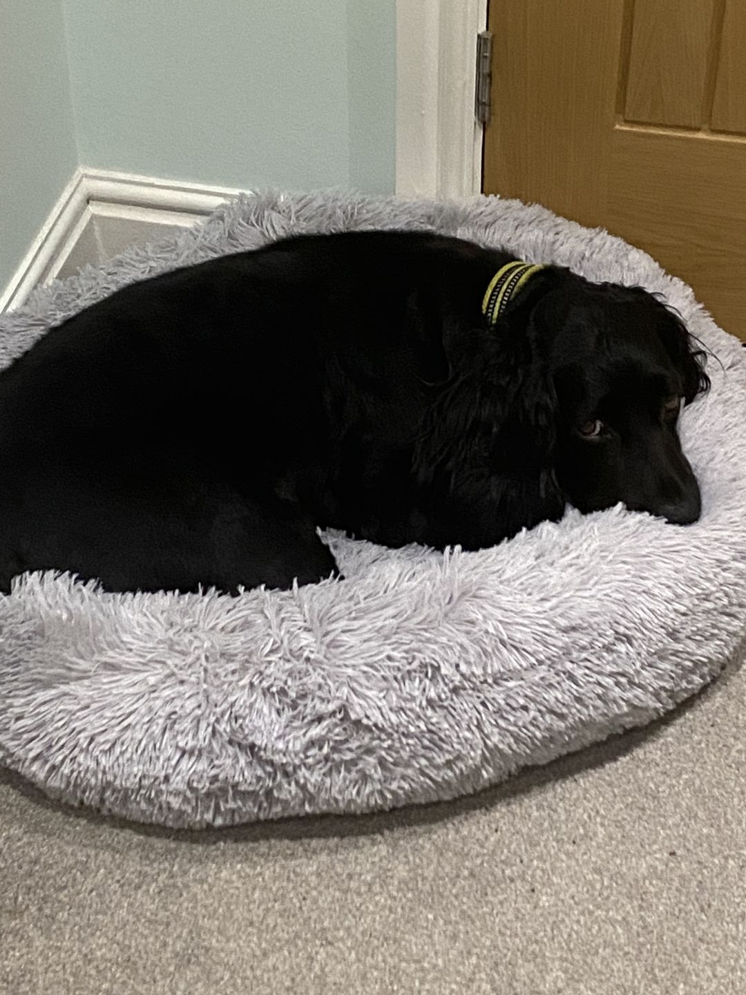 Customer photo review of Donut Dog Bed Calming Soft Comfy Anti Anxiety Plush Dog Bed