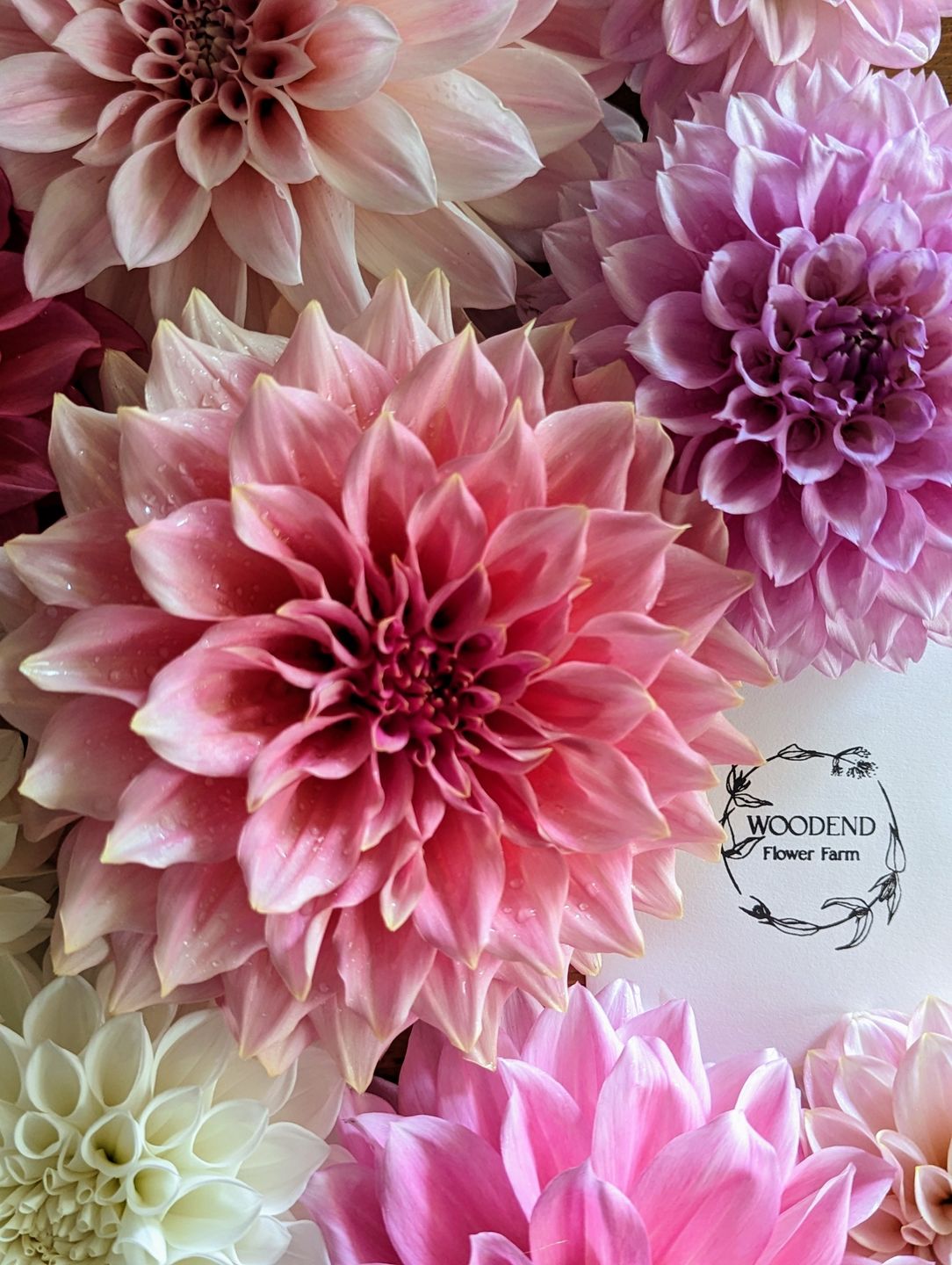 Customer photo review of Pre-Inked Stamps