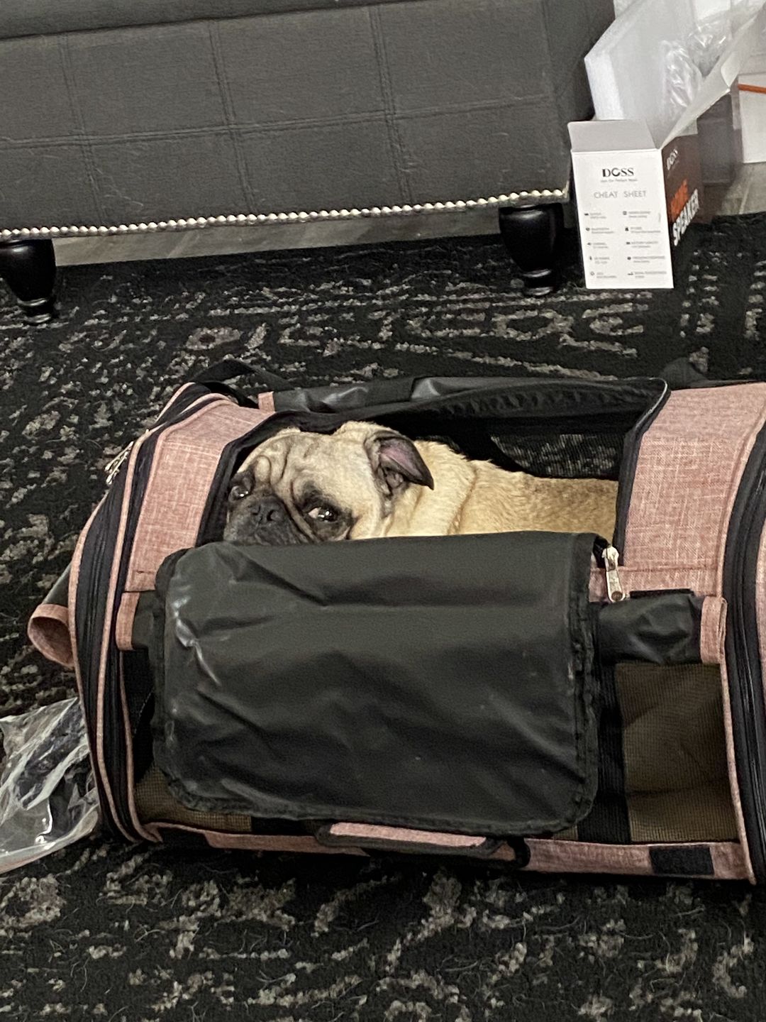 Customer photo review of Chelsea Roller™ - Pet Travel Carrier