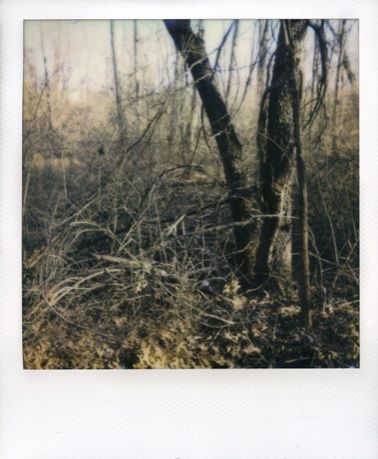 Customer photo review of Polaroid Sonar Autofocus SX-70 to 600 Film Conversion with Repair Service