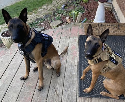 Customer photo review of Classic Heavy-Duty Tactical No-Pull Team K9™ Dog Harness With Front & Back D-Rings, Quick-Release Metal-Buckles, Hook & Loop Panels, & Top Handle