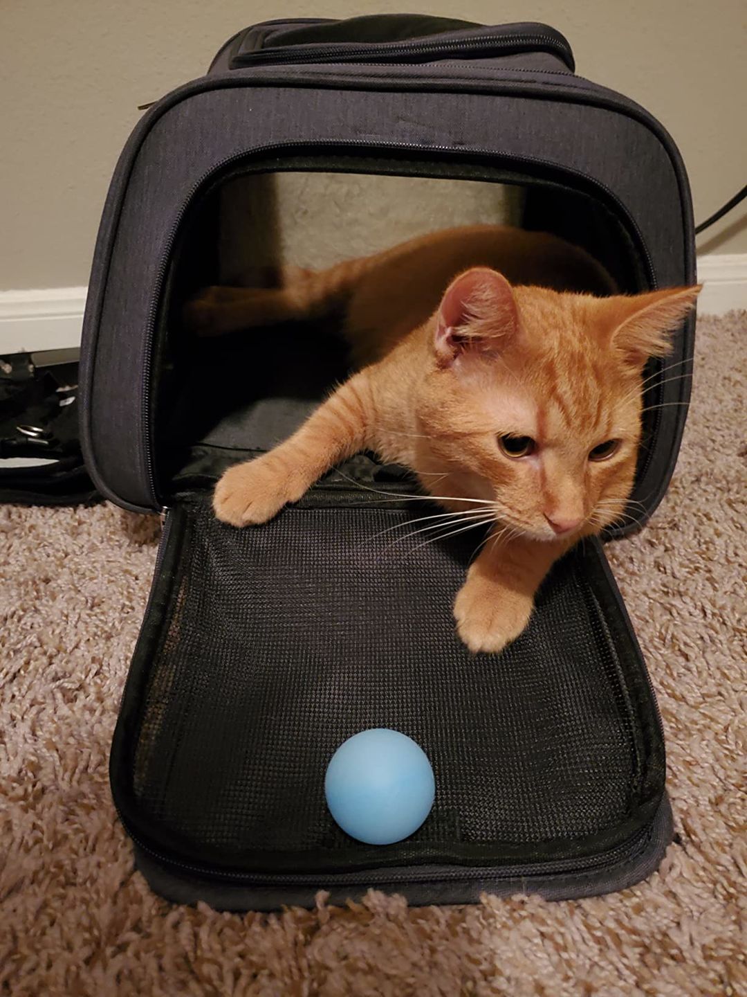 Customer photo review of Lithe™ - Pet Travel Backpack Carrier
