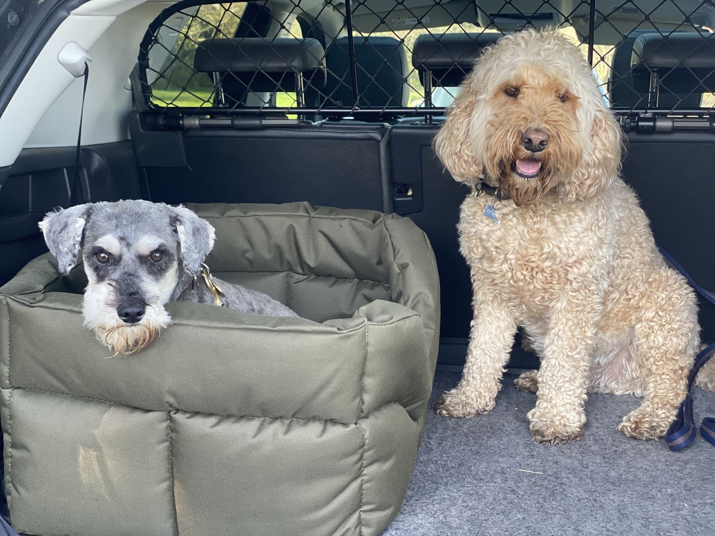 Customer photo review of Country Dog Heavy Duty Rectangular Dog Bed