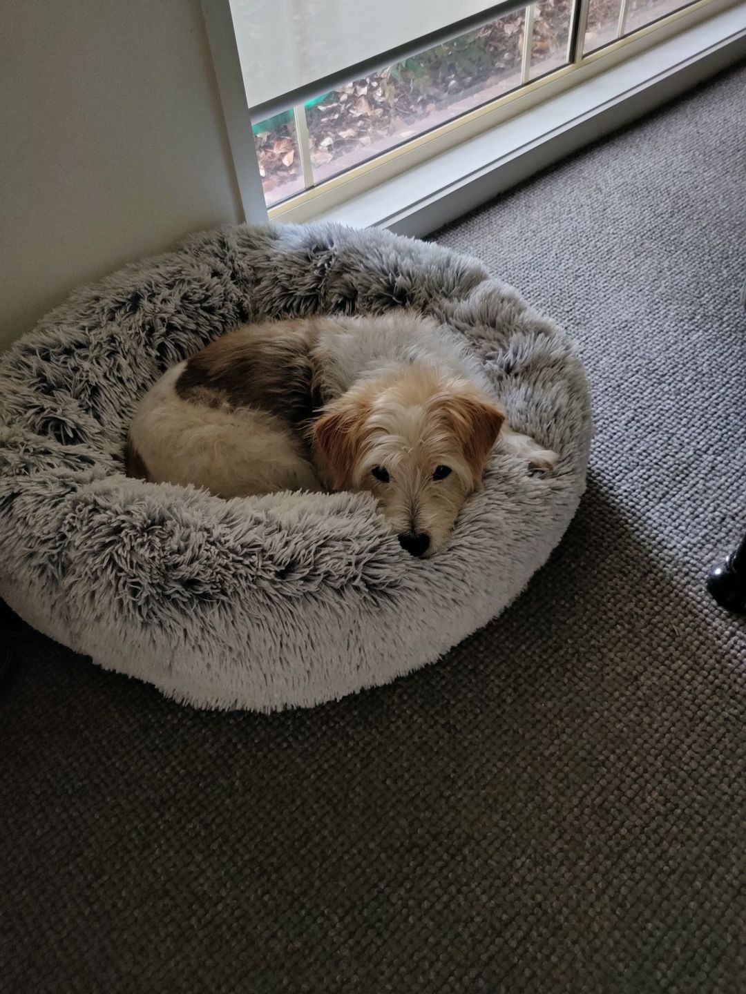Customer photo review of Spare Calming Dog Bed Cover