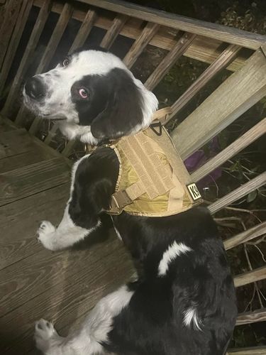 Customer photo review of Classic Heavy-Duty Tactical No-Pull Team K9™ Dog Harness With Front & Back D-Rings, Quick-Release Metal-Buckles, Hook & Loop Panels, & Top Handle