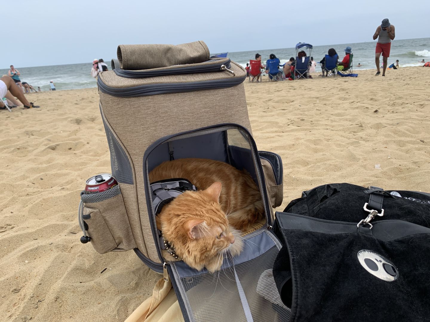 Customer photo review of Lithe™ - Pet Travel Backpack Carrier