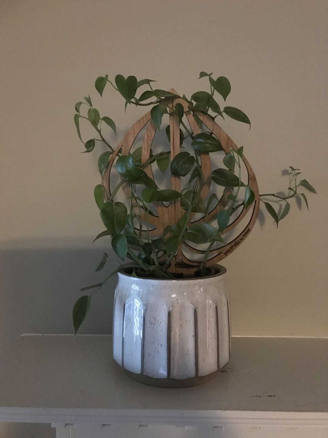Customer photo review of Peptrella - Plant trellis inspired by watermelon peperomia