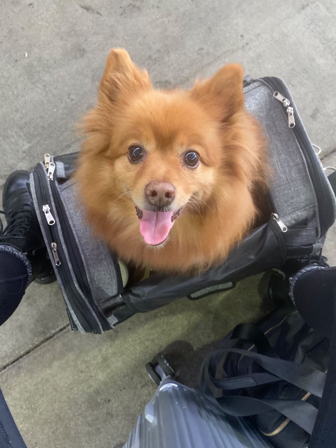 Customer photo review of Chelsea Roller™ - Pet Travel Carrier
