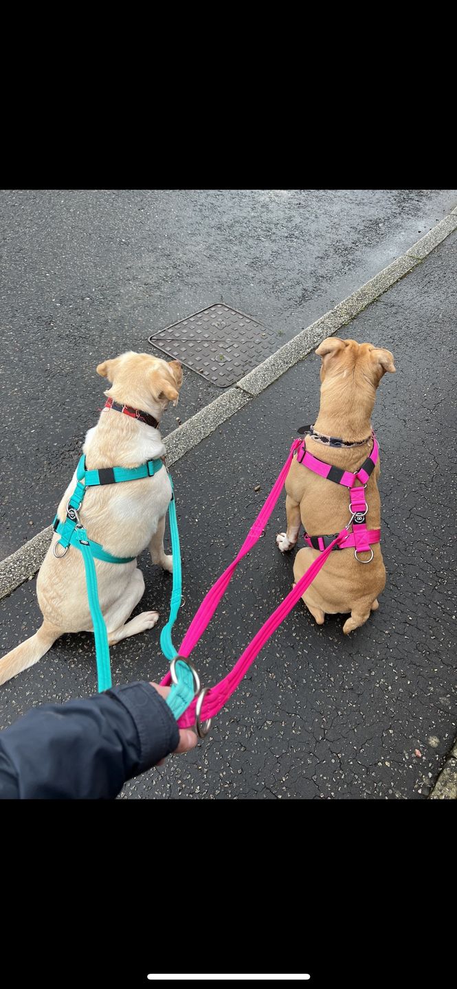 Customer photo review of Double Ended Training Lead | All Breeds - Durable & Soft 2m Lead - Magentas