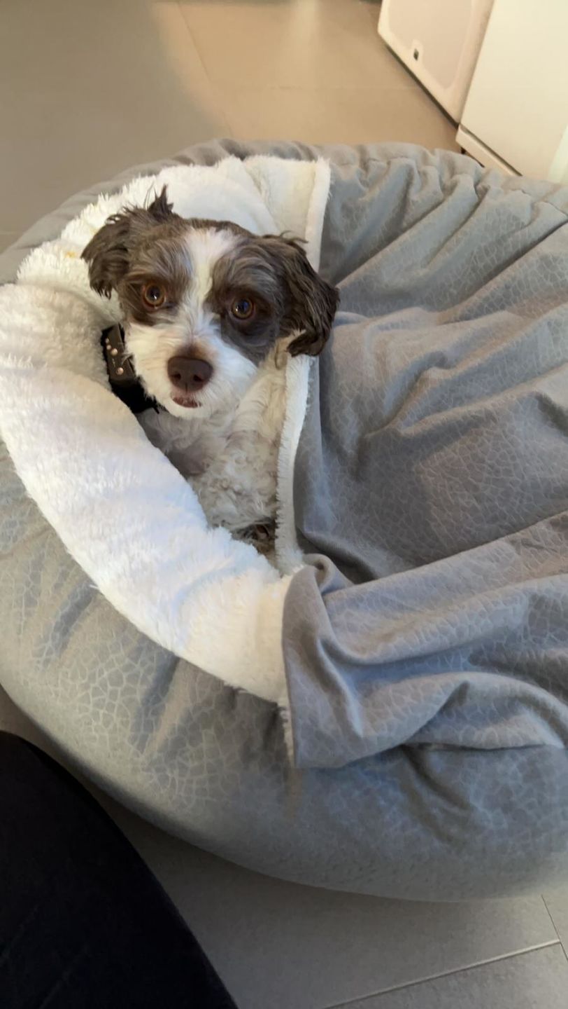 Customer photo review of *Neu*Emmalove - Kuschelhöhle für Hunde