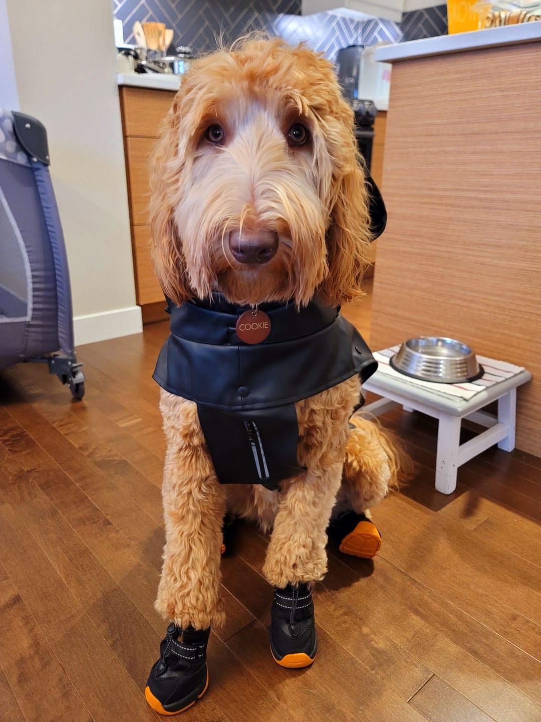 Customer photo review of CLIMAPAW Raincoat and Boots Set