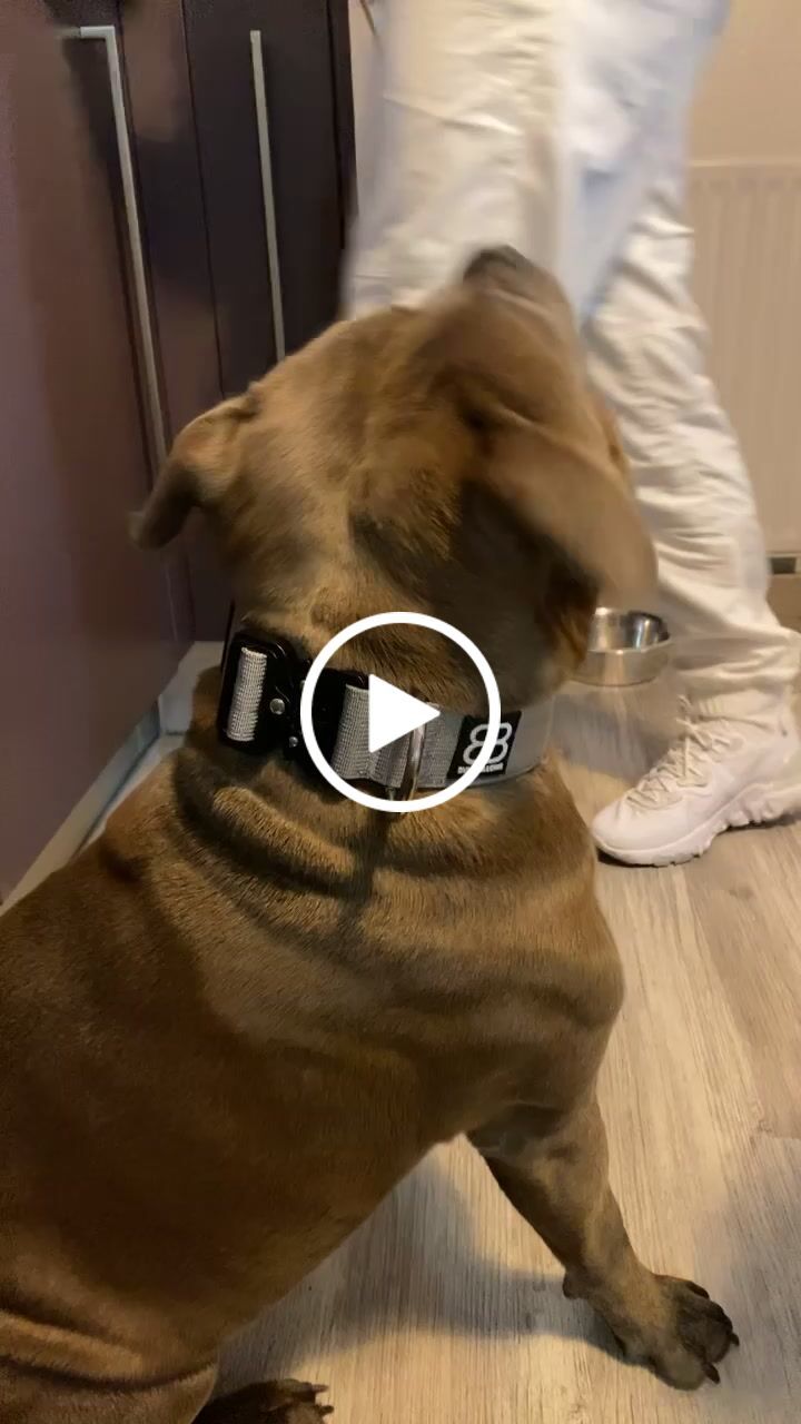 Customer video review of 4cm Combat® Collar | Rated Clip - NO HANDLE - Metal Grey v2.0
