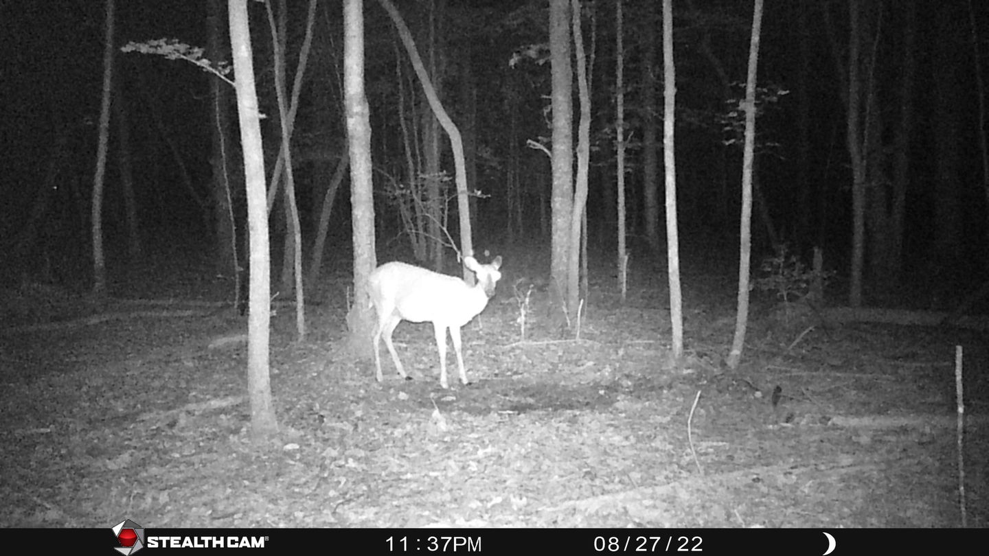 Customer photo review of Game Feeder Kit