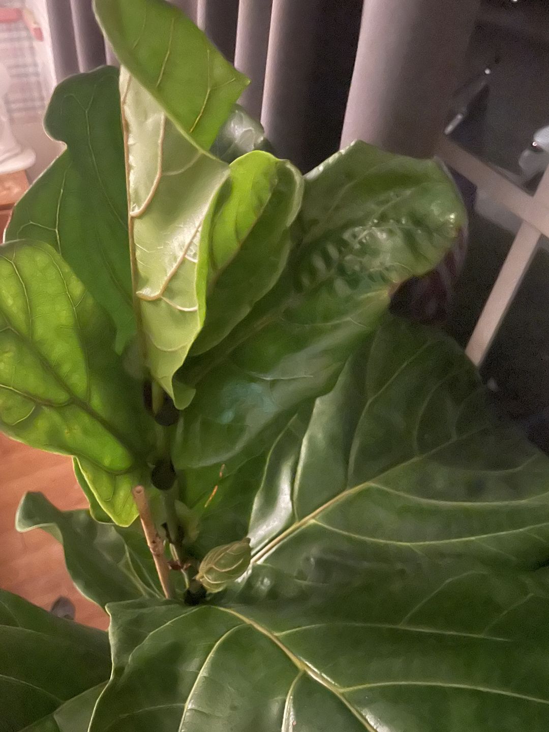 Customer photo review of Fiddle Leaf Fig Guide