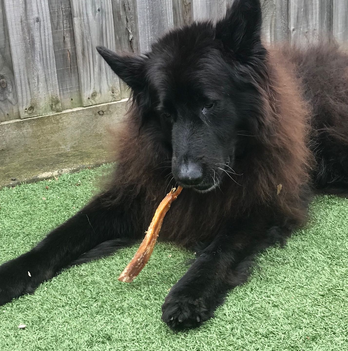 Customer photo review of Aussie Beef Tendons