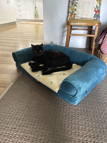 Customer photo review of PaWz Pet Sofa Bed