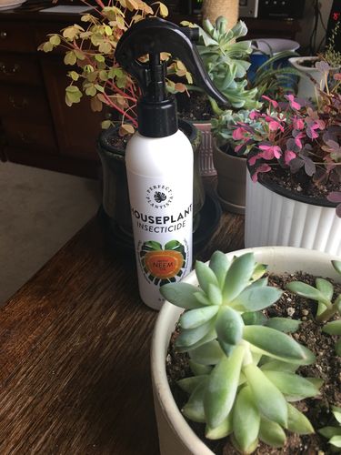 Customer photo review of Houseplant Insecticide w/ Neem