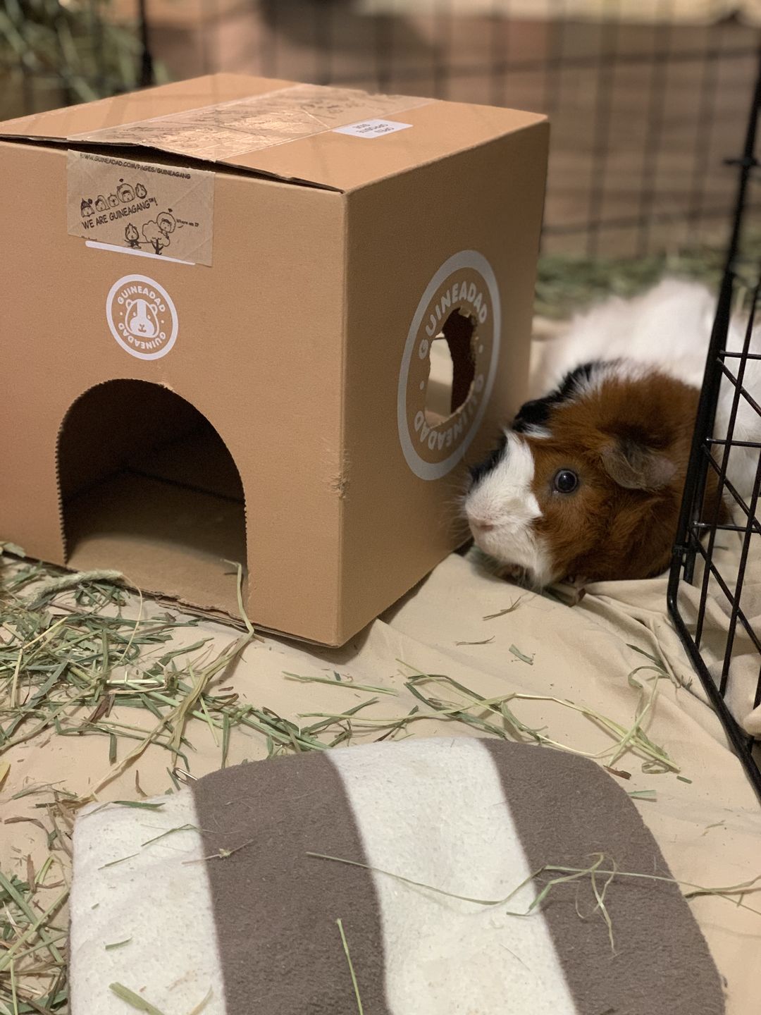 Customer photo review of Original GuineaDad Liner