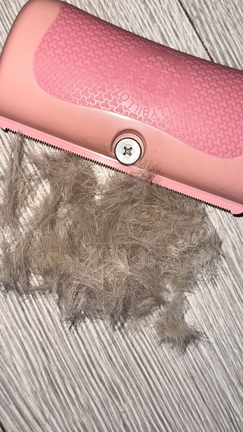 Customer photo review of BullyBillows Complete Animal Deshedding Kit - Pink