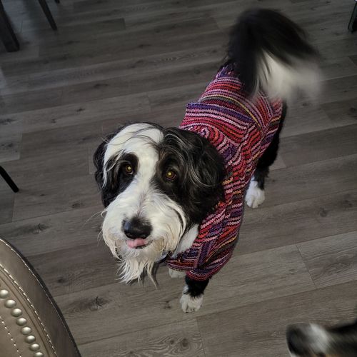 Customer photo review of Playa Poncho - Surprise Color