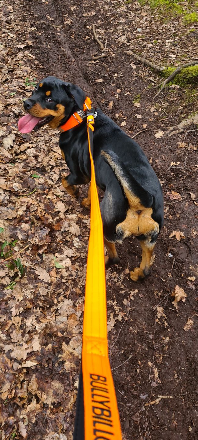 Customer photo review of 1.4m Swivel Combat Lead | Neoprene Lined, Secure Rated Clip with Soft Handle - Orange