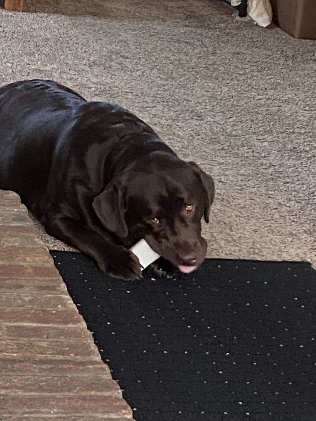 Customer photo review of Daily Support - Full Spectrum Hemp CBD Oil - For All Pets Over 20 Pounds