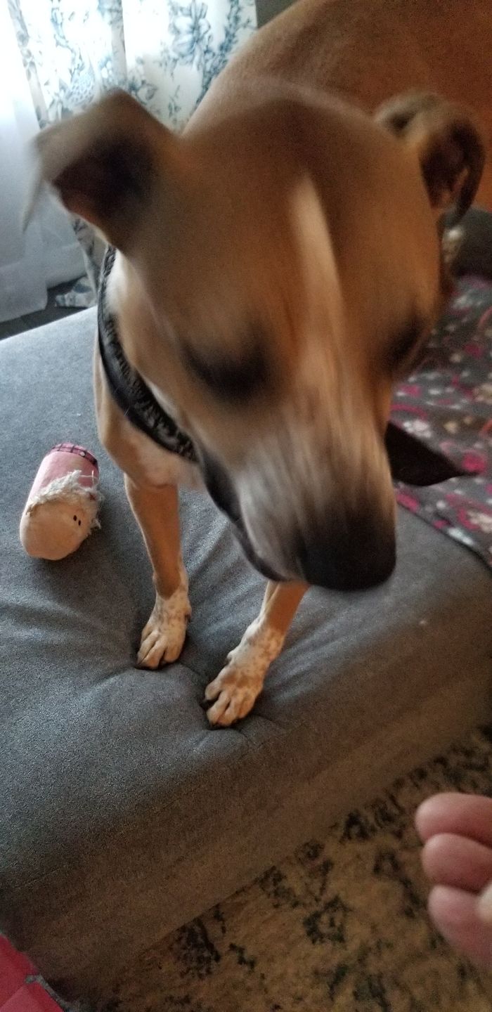 Customer photo review of Organic Baked Dog Treats - Peanutty Paws