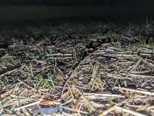 Customer photo review of GCI Turf Cool Blue Grass Seed