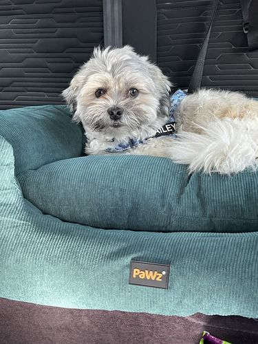 Customer photo review of PaWz Dog Car Booster Seat