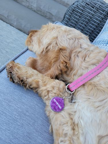 Customer photo review of Woof Pack