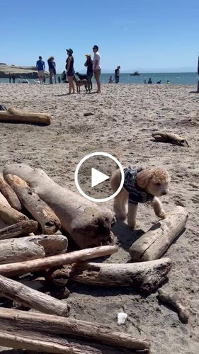 Customer video review of Playa Poncho - Surprise Color