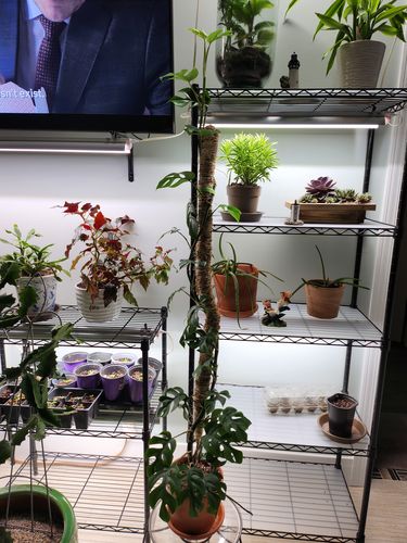 Customer photo of The Original Bendable Moss Pole™ - Ultimate Starter Pack from Kathy G.