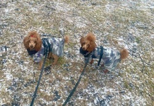 Customer photo review of Recovery Raincoat Camo for Dogs