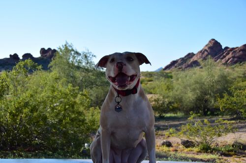 Customer photo review of Explorer Silicone