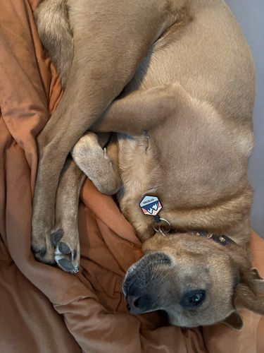 Customer photo review of Explorer Silicone