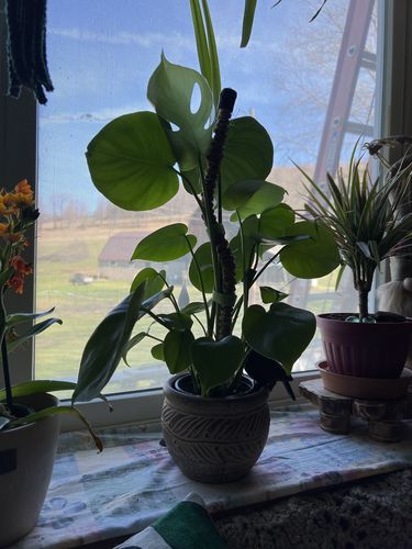 Customer photo of The Original Bendable Coir Pole™ - Best Seller (Tape Included) from Danette W.